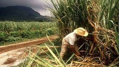 El IICA y Corteva promueven discusión pública en las Américas y Europa con foco en la mujer rural