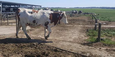 Tambos robotizados: una realidad palpable para la producción lechera