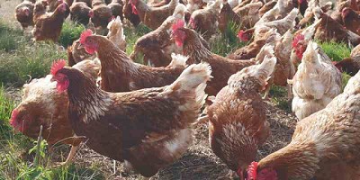 Carrefour ofrece huevos de gallinas libres de jaula bajo su línea Huella Natural