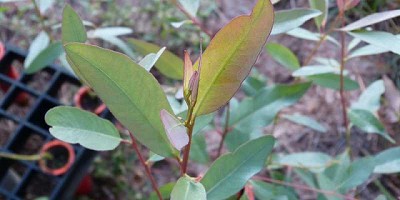 Presentan clones de eucalipto con mayor potencial productivo