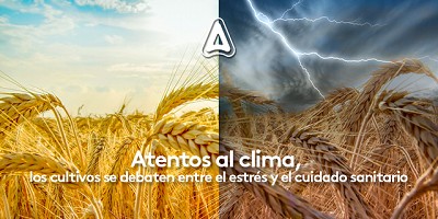 Atentos al clima, los cultivos se debaten entre el estrés y el cuidado sanitario