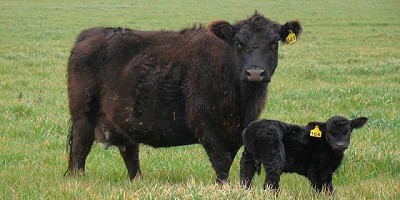 Claves para un rediseño competitivo de la ganadería pampeana