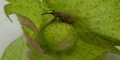 Alerta por la elevada presencia de picudo algodonero