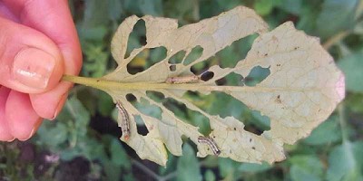Con biopreparados, las plantas se mantienen sanas y vigorosas