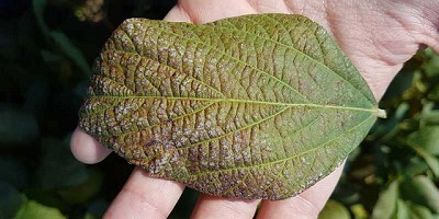 Secuencian el genoma de un hongo que afecta a la soja