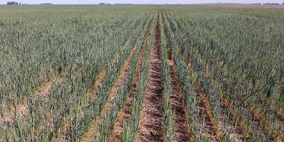 Tras varios meses sin lluvias en el oeste, la producción de trigo cae a 18.8 MTN