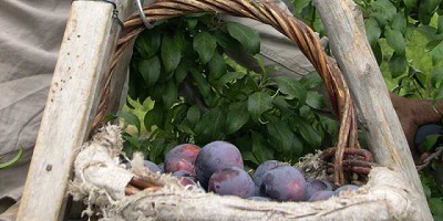 Modificaciones para aguas minerales y alimentos vegetales en el Código Alimentario Argentino