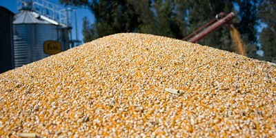 Argentina consigue un nuevo record histórico de exportación de maíz y consolida su proceso de transformación local