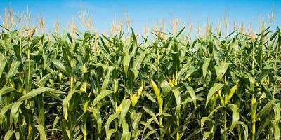 El maíz está en modo espera, por Pablo Adreani