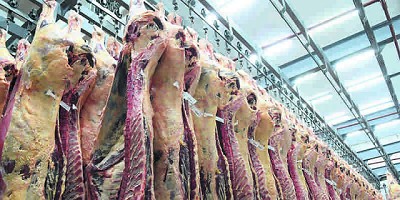 Faena se ubicó en 35.018 vacunos, 12.875 menos frente a igual semana de 2018