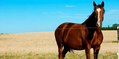 Gripe Equina: científicos identificaron la causa de la epidemia de 2018