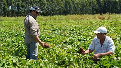 Investigan cómo producir más y mejores batatas en el país