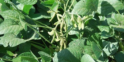 Soja: estudian cómo impacta la radiación solar en la calidad del grano