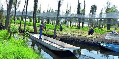 ¿Una técnica azteca podría mejorar la agricultura urbana moderna?