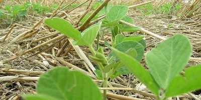 Evalúan el impacto de los cultivos de cobertura en los rindes de la soja