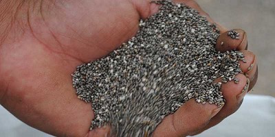 Chía: el alimento capaz de enfrentar los efectos del cambio climático