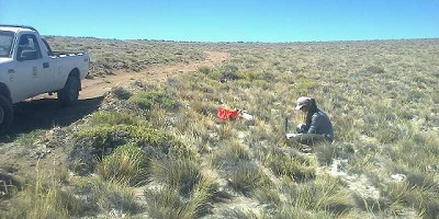 Coirón blanco, la forrajera nativa que resguarda el INTA