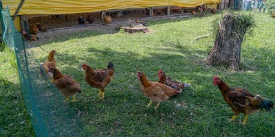 Agricultura acompañó la presentación de la única granja de pollos orgánicos del país