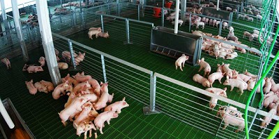 Reglamentan la Ley que declara de interés nacional la sanidad de animales y vegetales