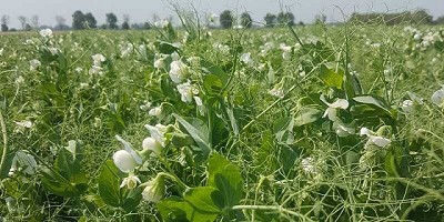 Evalúan una nueva variedad de arveja verde