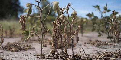 Granos: el mercado oscila entre el clima y la incertidumbre política, por Diego de la Puente
