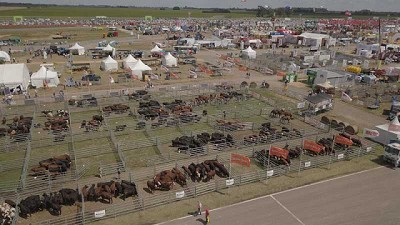 El ganado pisa fuerte en Expoagro