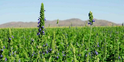 Por primera vez en el mundo, describen las etapas de crecimiento de la chía