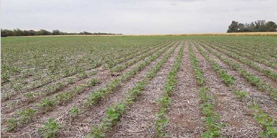 Las lluvias mejoran las reservas hídricas para la siembra de soja y maíz