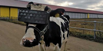 En un tambo en Rusia le ponen anteojos de Realidad Virtual a las vacas para que produzcan más leche