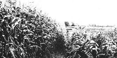 El primer científico que sembró sin arar en la Argentina