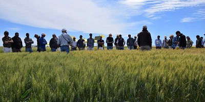 Las cuatro variables que definieron al trigo esta campaña