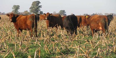 Recomendaciones para evitar intoxicación en el rodeo