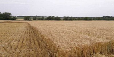 Buenas condiciones climáticas permiten dar inicio a la cosecha de cebada