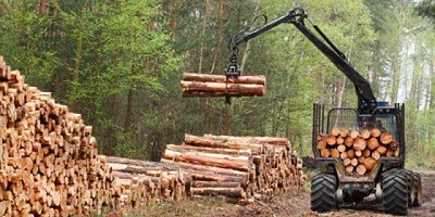 ForestAr 2030: explicando la meta 2M con escenarios contradictorios, por Pedro Botta Olaciregui