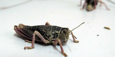 Alerta por el avance de tucuras sapo en Río Negro