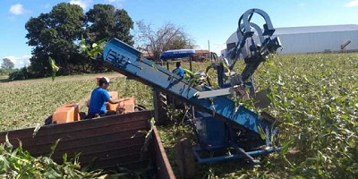 Fragar gana mercado con la cosechadora de maíz dulce FRMD1000