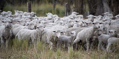 Se aprobó el Manual Operativo de Cálculo de las Existencias Pecuarias