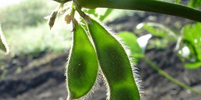 Soja: presentan un software que anticipa las etapas de crecimiento