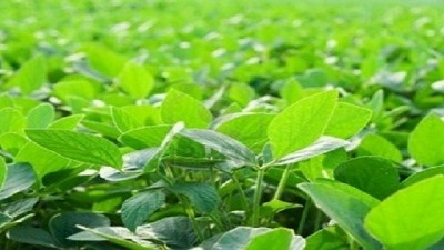Fertilización foliar y bioestimulantes para un salto cuali-cuantitativo en la producción de soja