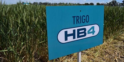 El trigo tolerante a sequía mostró todo su potencial a campo