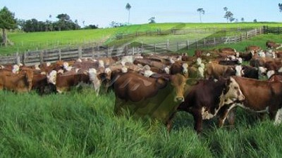 Importante brecha entre el precio de la hacienda y de la carne vacuna