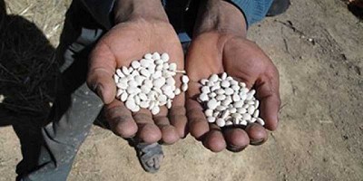 Lupino: ¿un nuevo súper alimento?