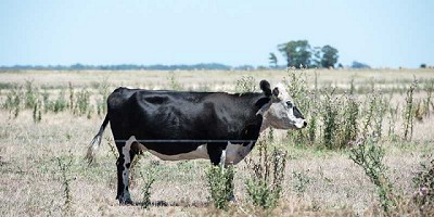 Pautas para cuidar al ganado de las altas temperaturas