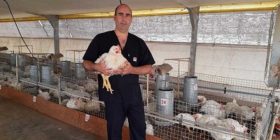 Pollos parrilleros: evalúan probióticos como alternativa a los antibióticos