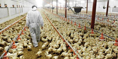 Federación de la Carne alcanzó aumento paritario del 50% para el sector avícola