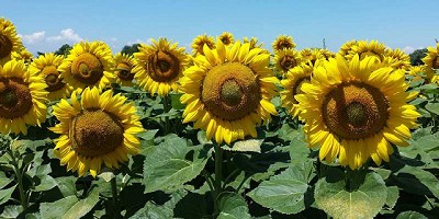 Syngenta lanzó Miravis® Duo para girasol