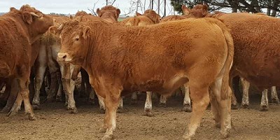Limousin biotipo argentino: la herramienta para mejorar el negocio ganadero