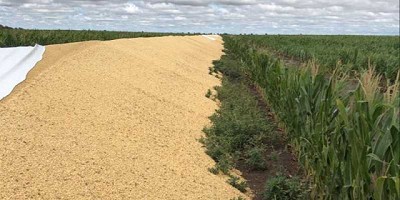 Córdoba. Rompieron 4 silobolsas y las pérdidas ascienden a $400.000