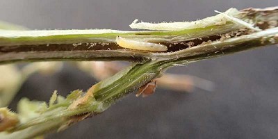 Cómo detectar a la mosquita de la soja, a tiempo