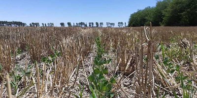 Mejoran las reservas hídricas y se apuntala la siembra gruesa